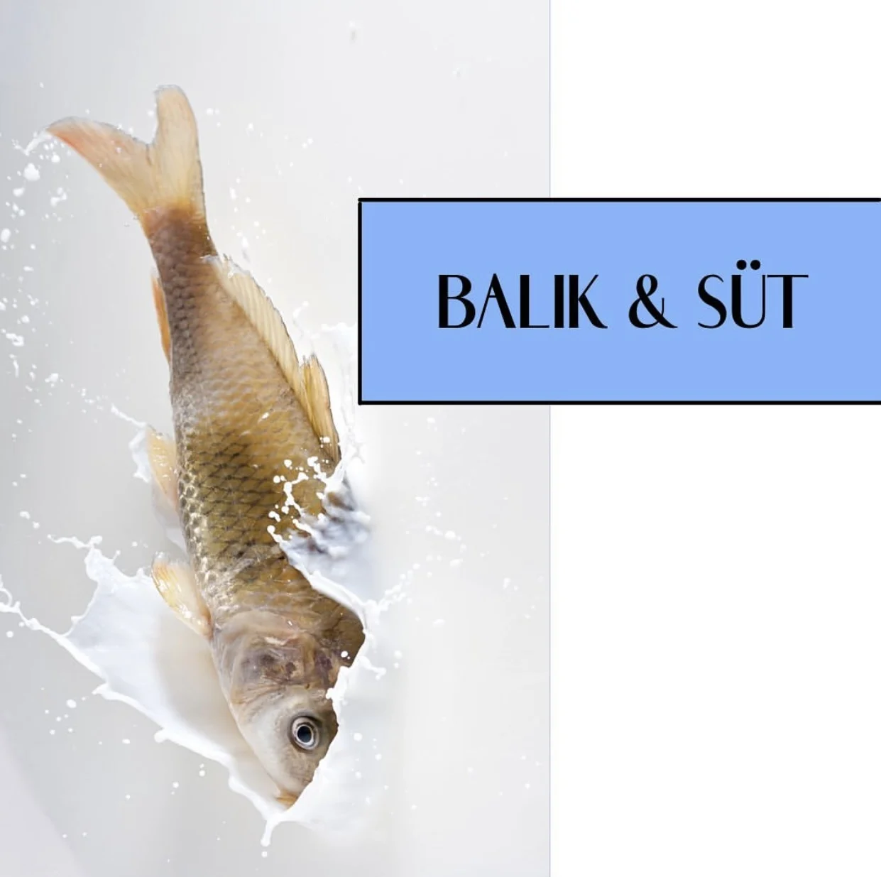 Balık ve Süt